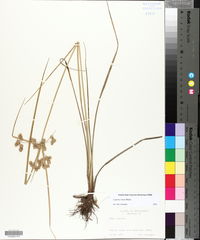 Cyperus virens image