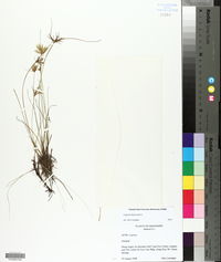 Cyperus flavescens image