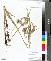 Cyperus virens image