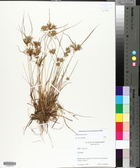 Cyperus flavescens image