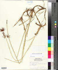 Cyperus articulatus image