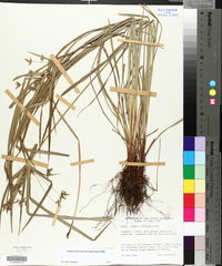 Cyperus diffusus image
