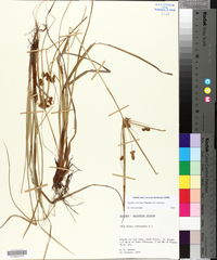 Cyperus retrorsus var. retrorsus image