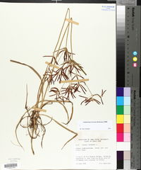 Cyperus rotundus image