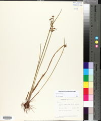 Cyperus haspan image