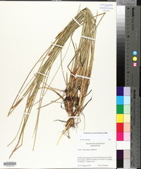 Eleocharis cellulosa image