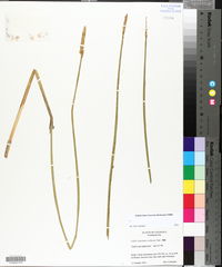 Eleocharis cellulosa image