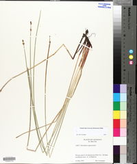 Eleocharis equisetoides image