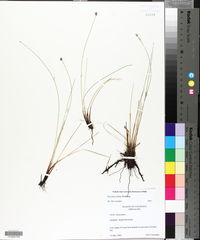 Eleocharis fallax image