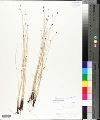 Eleocharis fallax image