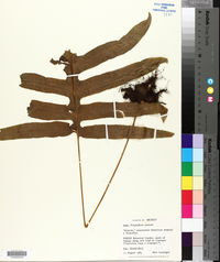 Phlebodium aureum image