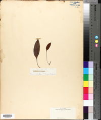 Elaphoglossum micradenium image
