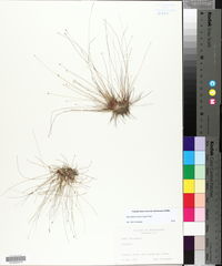 Eleocharis microcarpa image