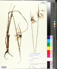 Eriophorum viridicarinatum image