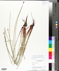 Eleocharis montana image