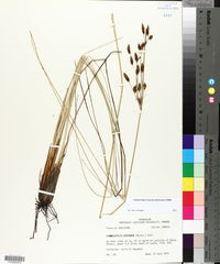 Fimbristylis castanea image