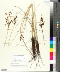 Fimbristylis castanea image