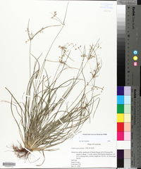 Fimbristylis annua image