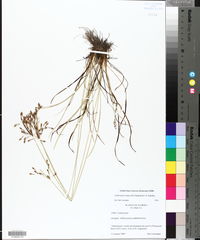 Fimbristylis annua image