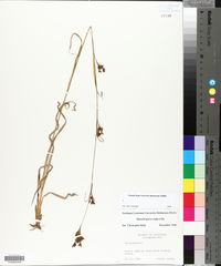 Rhynchospora caduca image