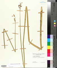 Schoenoplectus heterochaetus image