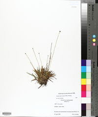 Lachnocaulon anceps image