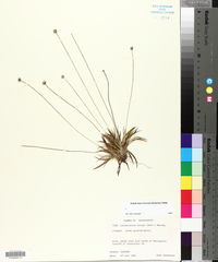 Lachnocaulon anceps image
