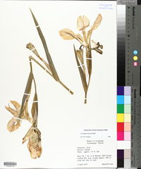 Iris giganticaerulea image
