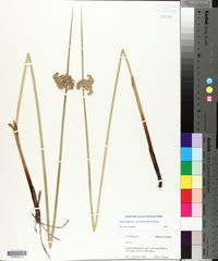 Juncus effusus var. solutus image