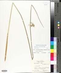 Juncus effusus var. solutus image