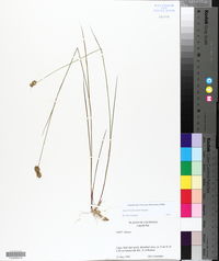 Juncus brachycarpus image