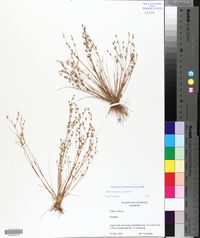 Juncus bufonius var. bufonius image