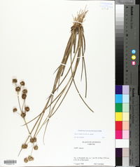 Juncus validus image