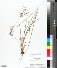 Juncus biflorus image