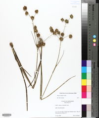 Juncus validus image