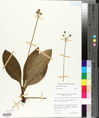 Clintonia borealis image