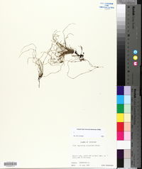 Equisetum scirpoides image