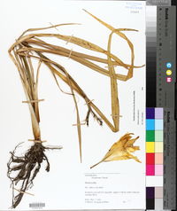 Hemerocallis fulva image