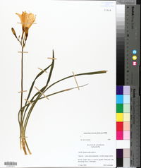 Hemerocallis fulva image