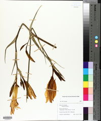 Hemerocallis fulva image