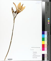 Hemerocallis fulva image