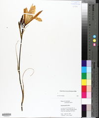 Hemerocallis fulva image