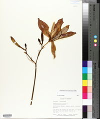 Hemerocallis fulva image