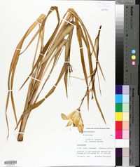 Hemerocallis fulva image