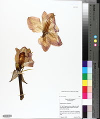 Hippeastrum vittatum image