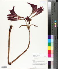 Hippeastrum vittatum image