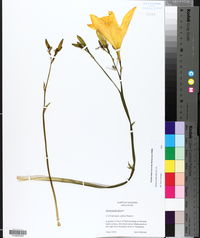 Hemerocallis fulva image