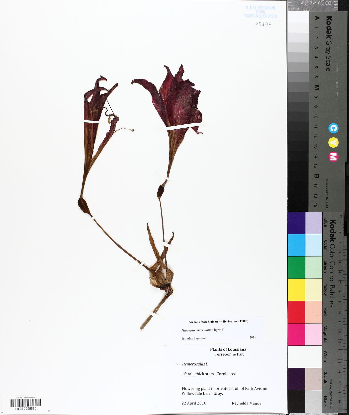 Hippeastrum vittatum image