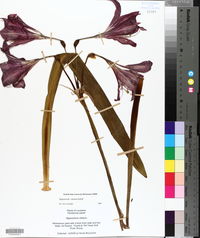 Hippeastrum vittatum image