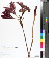 Hippeastrum vittatum image